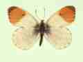Anthocharis cardamines male (aberrant form nov 4) (Internet Image property of respective owner, non-commercial use only)